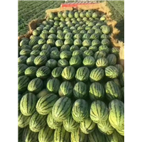 吐鲁番西瓜代办&新疆西瓜代办 