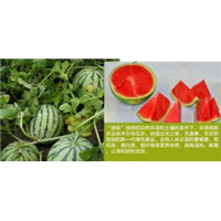 云南西瓜•**西瓜代办•云南西瓜**行情 