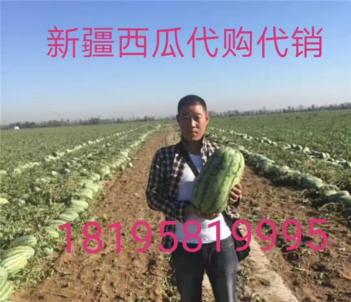 新疆西瓜代办&吐鲁番西瓜代办 