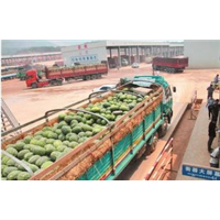 **西瓜批发行情●云南西瓜批发价格 