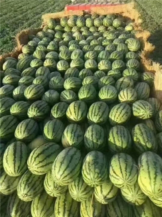 吐鲁番西瓜代办&新疆西瓜代办 
