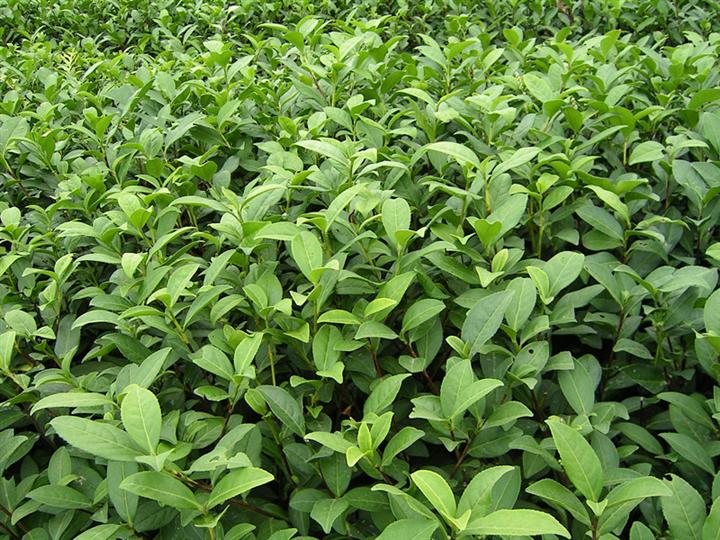 茶苗：茶叶种苗-福建茶苗\茶叶种苗