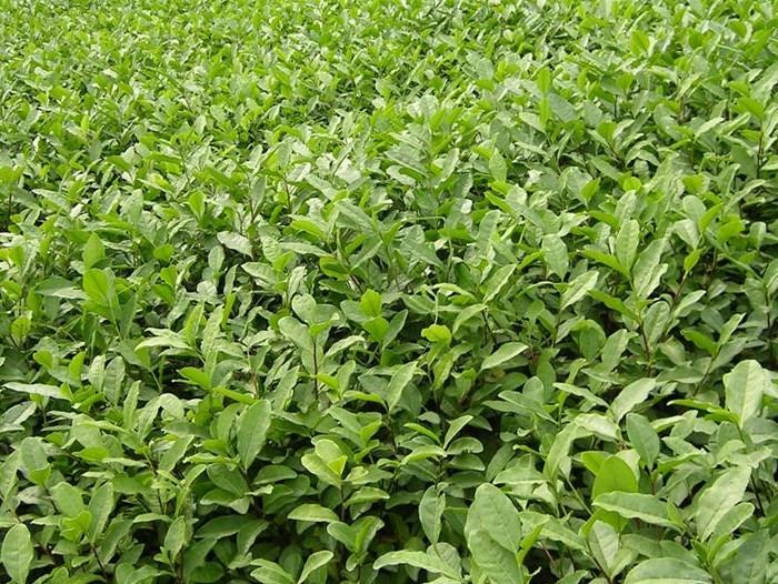 茶苗：茶苗-茶叶苗\茶苗