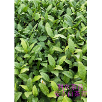 安吉白茶茶苗 
