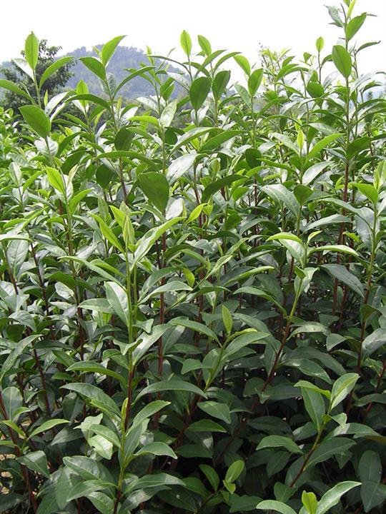 茶叶种苗- 福建茶叶种苗\茶叶种苗+茶叶种苗1