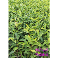 梅占茶苗 