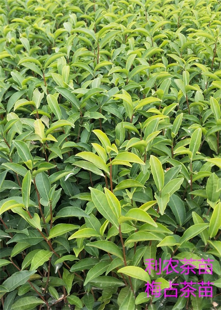 梅占茶苗 