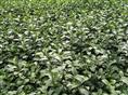 福建平阳特早茶-福建平阳特早茶\阳特早茶-阳特早茶