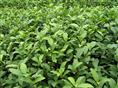 茶苗：茶叶种苗-福建茶苗\茶叶种苗