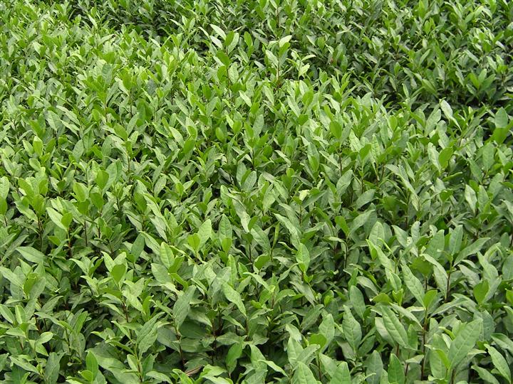 福建平阳特早茶-福建平阳特早茶\平阳特早茶+平阳特早茶