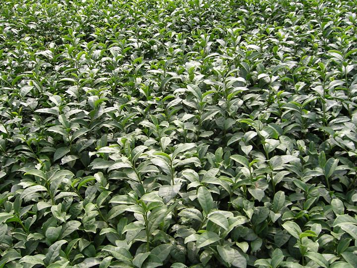 福建平阳特早茶-福建平阳特早茶\阳特早茶-阳特早茶