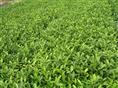 茶苗：茶苗-茶叶苗\茶苗
