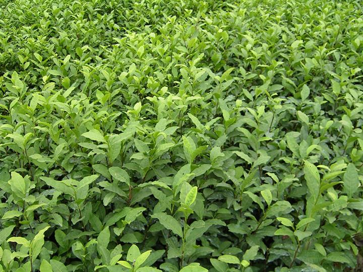 茶叶苗-茶苗\茶叶苗+茶叶苗