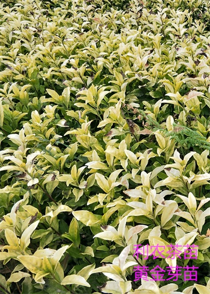 黄金芽茶苗 