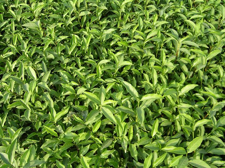 福建苔茶１２号-福建苔茶１２号\苔茶１２号\苔茶１２号