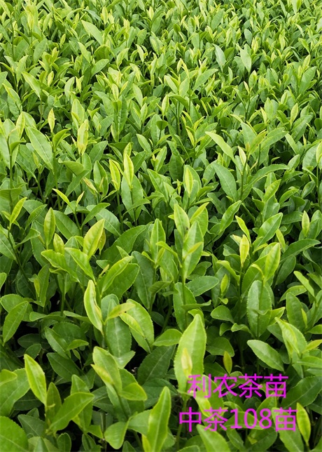 中茶108茶苗 