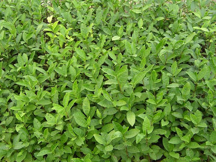 平阳特早茶 