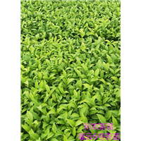 福云6号茶苗 