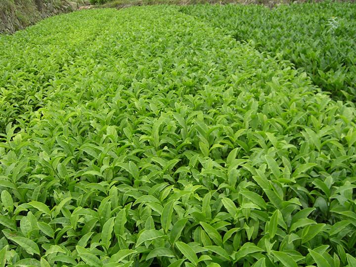 福云6号茶苗 