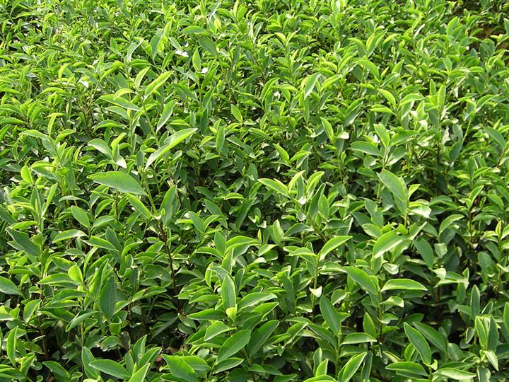 福云６号茶苗-福鼎大毫茶苗\福云６号茶苗+福云６号茶苗1
