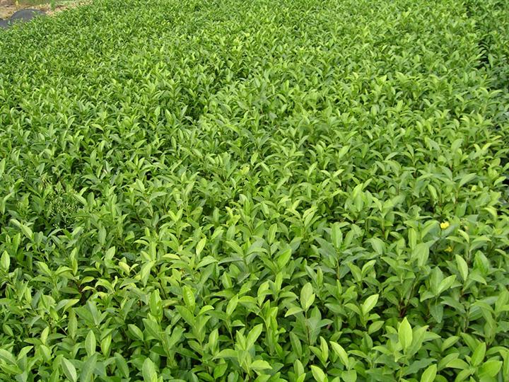 茶苗：福建茶苗-茶叶种苗\福建茶苗
