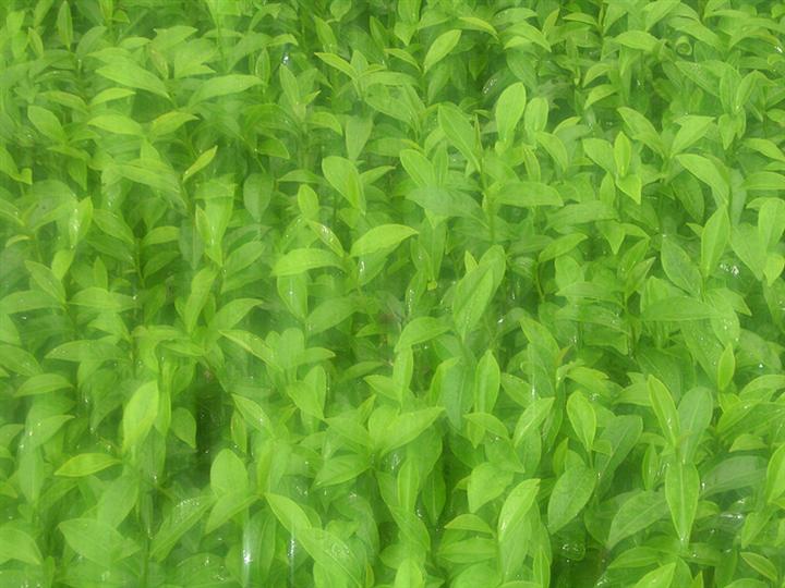 白芽奇兰茶苗 