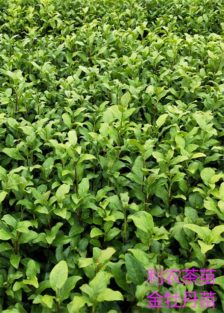 金牡丹茶苗 