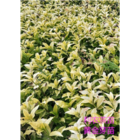 黄金芽茶苗 