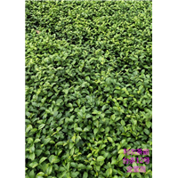 台茶12号金萱茶苗 