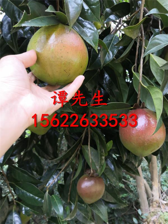 大果红花油茶种子  红花油茶种子 