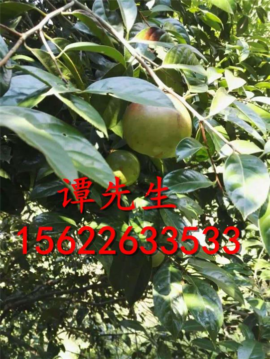 红花油茶苗  大果红花油茶苗  红花油茶  大果红花油茶 