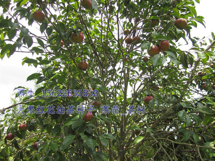 红花油茶  大果红花油茶苗/大果红花油茶种子/红花油茶种子/红花油茶树苗/红花油茶村/茶苗/茶树/红花茶油/大果红花油茶1 