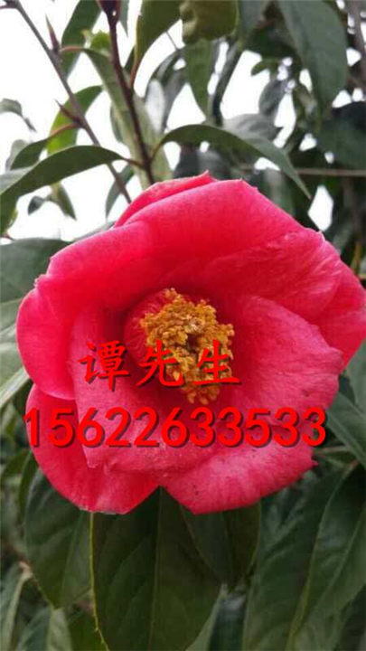 红花油茶苗  大果红花油茶苗  红花油茶  大果红花油茶 
