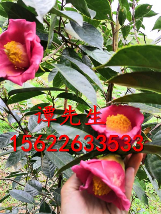红花油茶苗  大果红花油茶苗  红花油茶  大果红花油茶 