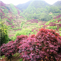 红枫基地直销