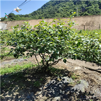 浙江蓝莓苗基地