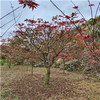 红枫批发价格