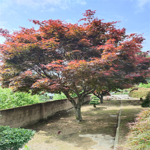 浙江红枫供应