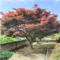 浙江红枫供应