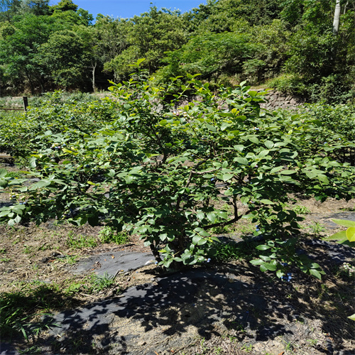 浙江蓝莓苗销售