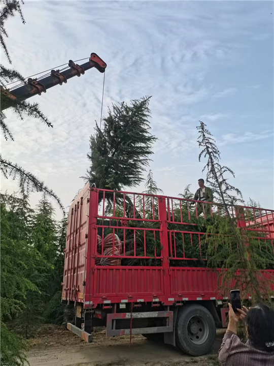 求购河南雪松