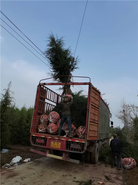 求购河南雪松