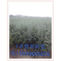 河南雪松 