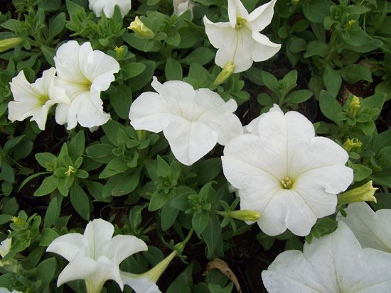 白花矮牵牛价格 