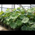 泰安水生花卉价格济宁日照青岛莱芜临沂德州 