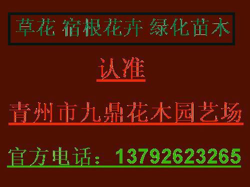 河北小龙柏价格石家庄秦皇岛张家口唐山 
