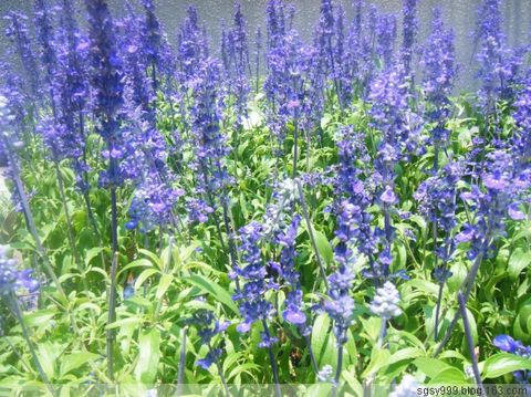 【鼠尾草价格 山东鼠尾草价格 绿化宿根花卉基地】 