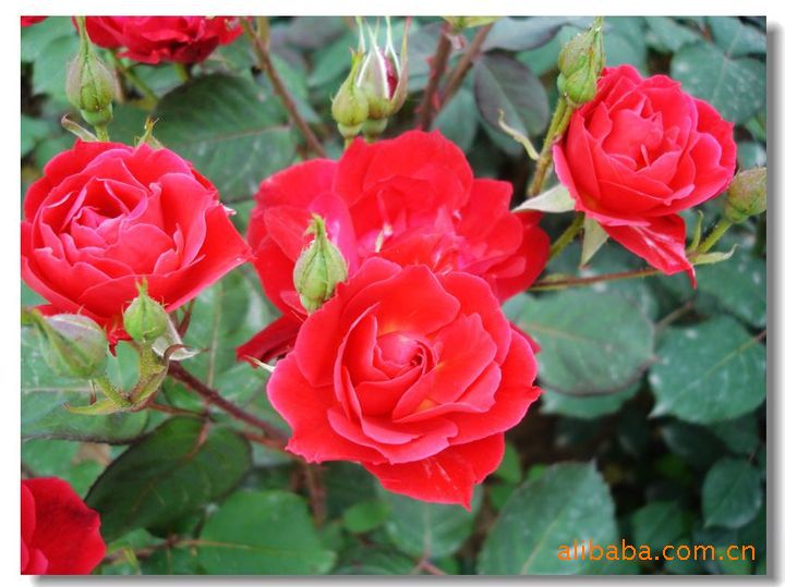 【山东丰花月季价格 青州丰花月季价格 潍坊月季销售商】 
