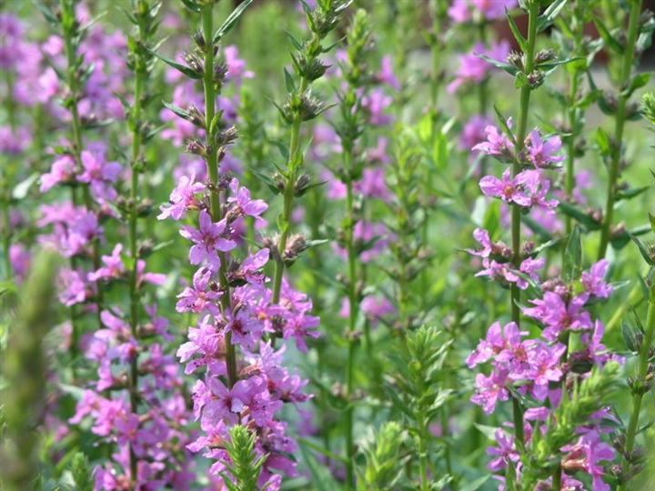 临沂千屈菜价格泰安青岛莱芜聊城滨州 
