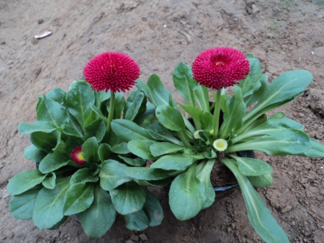 【河南冬季草花价格/河南耐寒草花价格/河南草花销售厂家】 